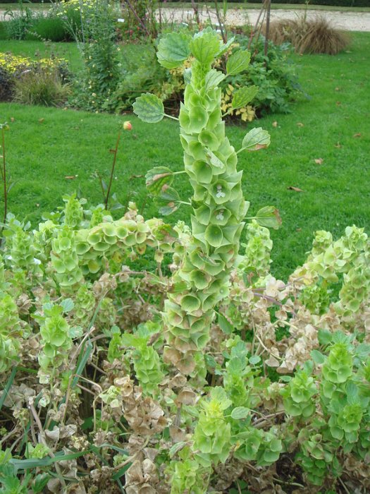 Molucella laevis